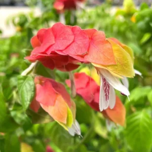 Red Shrimp Plant Live Starter - 4 Inch Pot, 3-6 Inch Tall - Indoor/Outdoor - Image 8