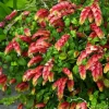 Red Shrimp Plant Live Starter - 4 Inch Pot, 3-6 Inch Tall - Indoor/Outdoor - Image 1