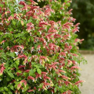 Red Shrimp Plant Live – Vibrant Perennial Flower, 4-6 Inch Tall Starter - Image 2