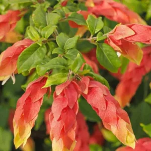 Red Shrimp Plant Live – Vibrant Perennial Flower, 4-6 Inch Tall Starter - Image 3