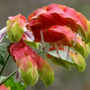 Red Shrimp Plant Live – Vibrant Perennial Flower, 4-6 Inch Tall Starter - Image 4