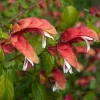 Red Shrimp Plant Live – Vibrant Perennial Flower, 4-6 Inch Tall Starter - Image 1