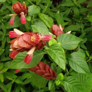 Red Shrimp Plant Live – Vibrant Perennial Flower, 4-6 Inch Tall Starter - Image 5