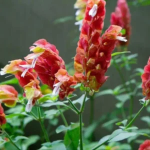 Red Shrimp Plant Live – Vibrant Perennial Flower, 4-6 Inch Tall Starter - Image 6