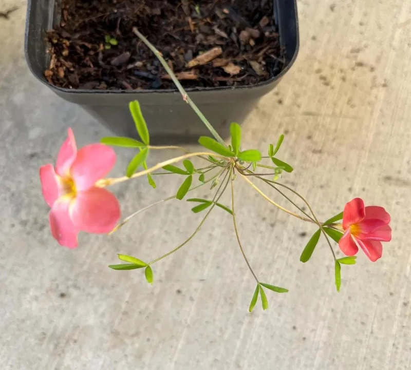 Red Sun Oxalis Live Plant – Ornamental Flowering White Yellow Blooms 4 Inch Pot - Image 2
