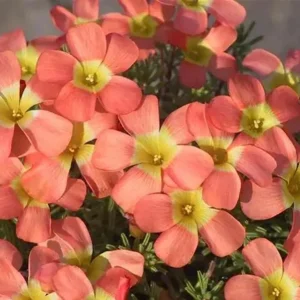 Red Sun Oxalis Live Plant – Ornamental Flowering White Yellow Blooms 4 Inch Pot - Image 1