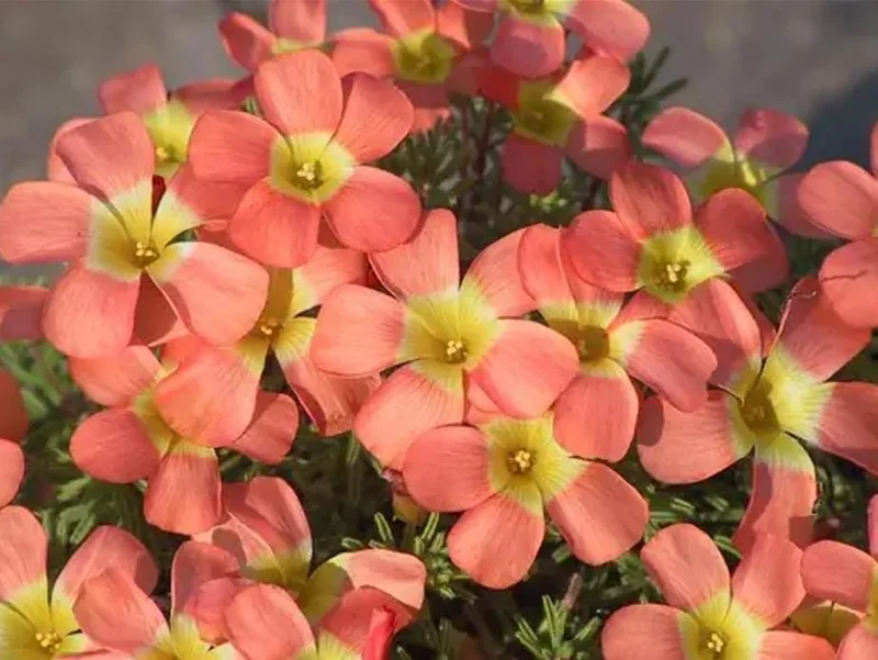 Red Sun Oxalis Live Plant – Ornamental Flowering White Yellow Blooms 4 Inch Pot - Image 1