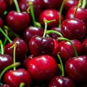 Red Sweet Bush Cherry Live Plant – 6-12 Inches Tall – Outdoor Shrub - Image 2