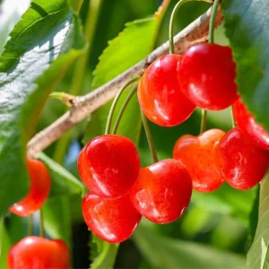 Red Sweet Bush Cherry Live Plant – 6-12 Inches Tall – Outdoor Shrub - Image 3