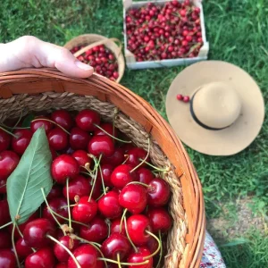 Red Sweet Bush Cherry Live Plant – 6-12 Inches Tall – Outdoor Shrub - Image 7