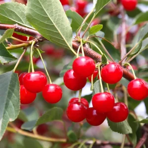 Red Sweet Bush Cherry Live Plant – 6-12 Inches Tall – Outdoor Shrub - Image 8