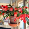 Red Thanksgiving Cactus Live Plant – 6 Inch Pot – 8 Inch Tall – Holiday Blooms - Image 1