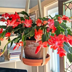 Red Thanksgiving Cactus Live Plant – 6 Inch Pot – 8 Inch Tall – Holiday Blooms - Image 1