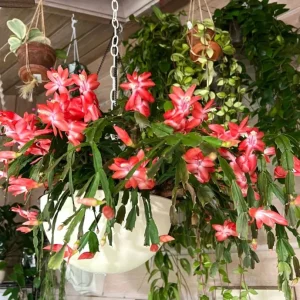 Red Thanksgiving Cactus Live Plant – 6 Inch Pot – 8 Inch Tall – Holiday Blooms - Image 2