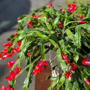 Red Thanksgiving Cactus Live Plant – 6 Inch Pot – 8 Inch Tall – Holiday Blooms - Image 3