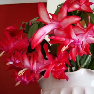 Red Thanksgiving Cactus Live Plant – 6 Inch Pot – 8 Inch Tall – Holiday Blooms - Image 4