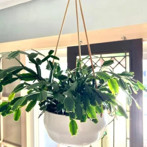 Red Thanksgiving Cactus Live Plant – 6 Inch Pot – 8 Inch Tall – Holiday Blooms - Image 5