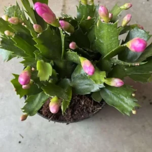 Red Thanksgiving Cactus Live Plant – 6 Inch Pot – 8 Inch Tall – Holiday Blooms - Image 6