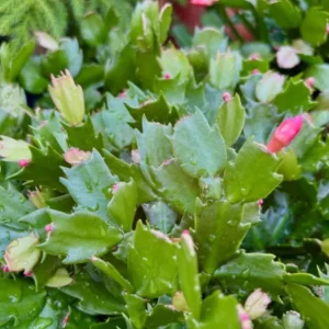 Red Thanksgiving Cactus Live Plant – 6 Inch Pot – 8 Inch Tall – Holiday Blooms - Image 7