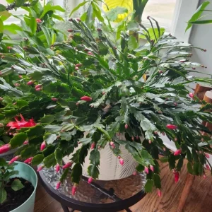 Red Thanksgiving Cactus Live Plant – 7-inch Height, 6-inch Pot – Indoor/Outdoor - Image 2