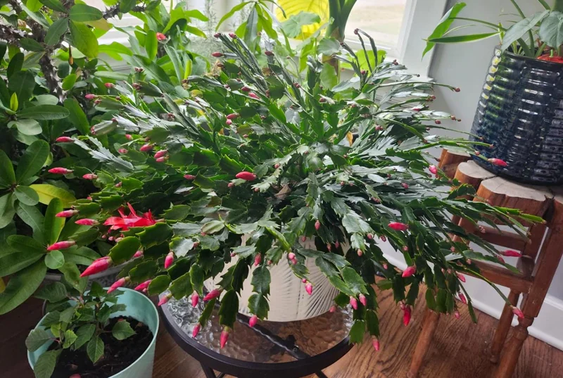 Red Thanksgiving Cactus Live Plant – 7-inch Height, 6-inch Pot – Indoor/Outdoor - Image 2