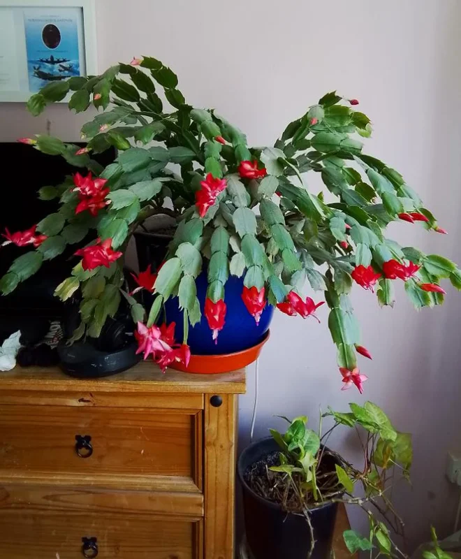 Red Thanksgiving Cactus Live Plant – 7-inch Height, 6-inch Pot – Indoor/Outdoor - Image 3