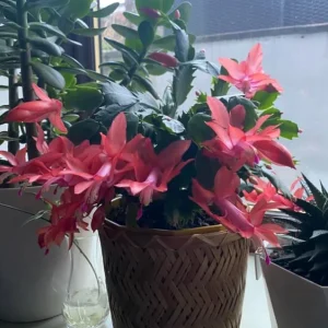 Red Thanksgiving Cactus Live Plant – 7-inch Height, 6-inch Pot – Indoor/Outdoor - Image 5
