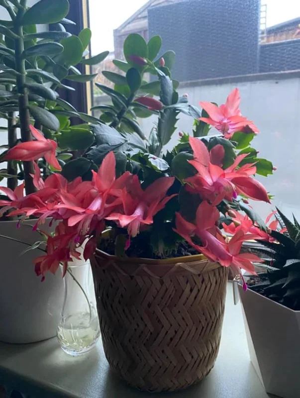 Red Thanksgiving Cactus Live Plant – 7-inch Height, 6-inch Pot – Indoor/Outdoor - Image 5