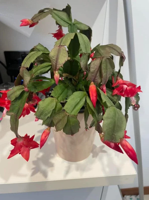Red Thanksgiving Cactus Live Plant – 7-inch Height, 6-inch Pot – Indoor/Outdoor - Image 6