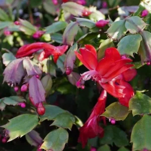 Red Thanksgiving Cactus Live Plant – 7-inch Height, 6-inch Pot – Indoor/Outdoor - Image 7