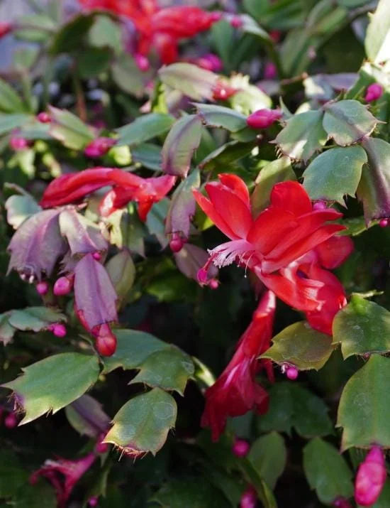 Red Thanksgiving Cactus Live Plant – 7-inch Height, 6-inch Pot – Indoor/Outdoor - Image 7