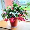 Red Thanksgiving Cactus Live Plant – 7-inch Height, 6-inch Pot – Indoor/Outdoor - Image 1