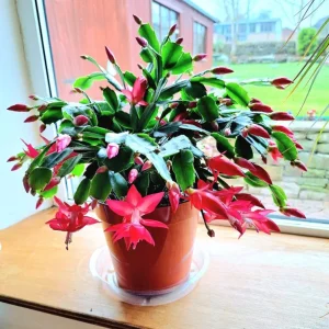 Red Thanksgiving Cactus Live Plant – 7-inch Height, 6-inch Pot – Indoor/Outdoor - Image 1
