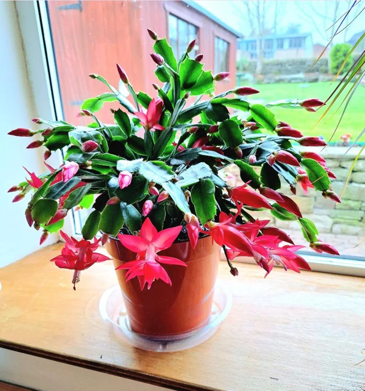 Red Thanksgiving Cactus Live Plant – 7-inch Height, 6-inch Pot – Indoor/Outdoor - Image 1