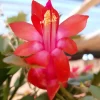Red Thanksgiving Cactus Live Plant – Holiday Succulent – 7 Inch Tall with 2 Inch Pot – Easy Care - Image 1
