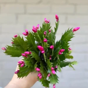 Red Thanksgiving Cactus Live Plant – Holiday Succulent – 4 Inch Pot – 8 Inch Tall – Indoor - Image 10