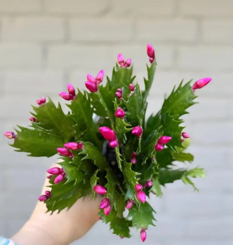 Red Thanksgiving Cactus Live Plant – Holiday Succulent – 4 Inch Pot – 8 Inch Tall – Indoor - Image 10