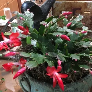Red Thanksgiving Cactus Live Plant – Holiday Succulent – 4 Inch Pot – 8 Inch Tall – Indoor - Image 2
