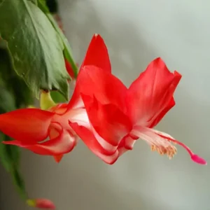 Red Thanksgiving Cactus Live Plant – Holiday Succulent – 7 Inch Tall with 2 Inch Pot – Easy Care - Image 2