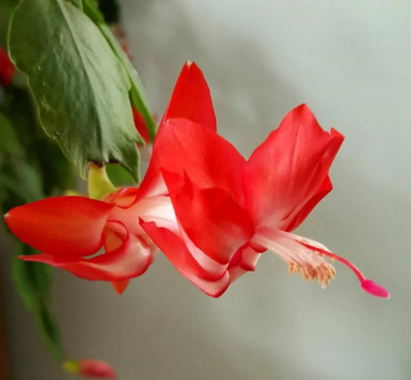 Red Thanksgiving Cactus Live Plant – Holiday Succulent – 7 Inch Tall with 2 Inch Pot – Easy Care - Image 2