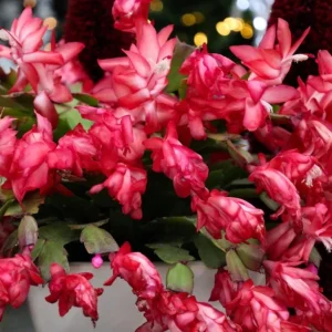 Red Thanksgiving Cactus Live Plant – Holiday Succulent – 4 Inch Pot – 8 Inch Tall – Indoor - Image 3