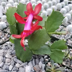 Red Thanksgiving Cactus Live Plant – Holiday Succulent – 7 Inch Tall with 2 Inch Pot – Easy Care - Image 3