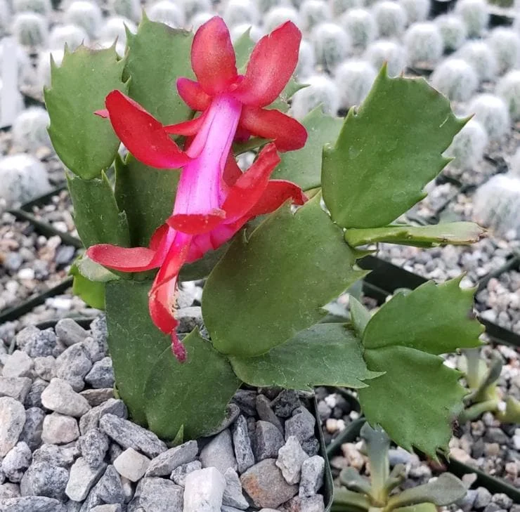 Red Thanksgiving Cactus Live Plant – Holiday Succulent – 7 Inch Tall with 2 Inch Pot – Easy Care - Image 3