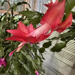 Red Thanksgiving Cactus Live Plant – Holiday Succulent – 4 Inch Pot – 8 Inch Tall – Indoor - Image 4