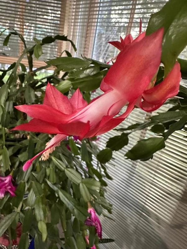 Red Thanksgiving Cactus Live Plant – Holiday Succulent – 4 Inch Pot – 8 Inch Tall – Indoor - Image 4
