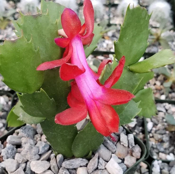 Red Thanksgiving Cactus Live Plant – Holiday Succulent – 7 Inch Tall with 2 Inch Pot – Easy Care - Image 4