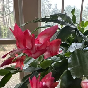 Red Thanksgiving Cactus Live Plant – Holiday Succulent – 4 Inch Pot – 8 Inch Tall – Indoor - Image 5