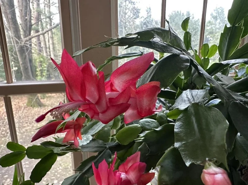 Red Thanksgiving Cactus Live Plant – Holiday Succulent – 4 Inch Pot – 8 Inch Tall – Indoor - Image 5