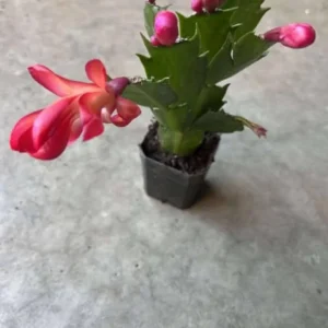 Red Thanksgiving Cactus Live Plant – Holiday Succulent – 7 Inch Tall with 2 Inch Pot – Easy Care - Image 5