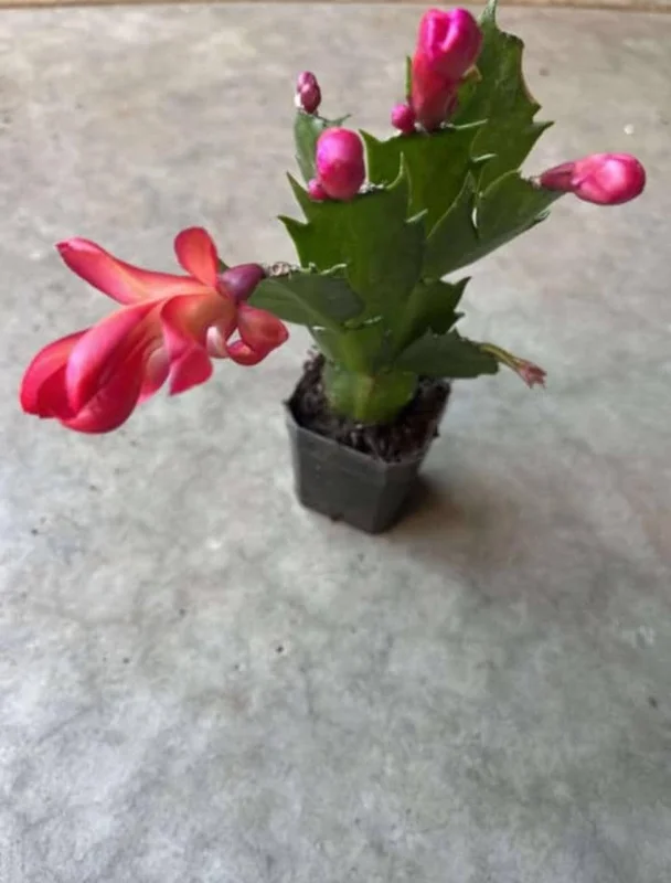 Red Thanksgiving Cactus Live Plant – Holiday Succulent – 7 Inch Tall with 2 Inch Pot – Easy Care - Image 5